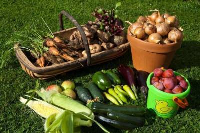 Ярославцы могут подарить излишки овощей хоспису