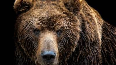 Один человек погиб после нападения медведя на туристов под Красноярском