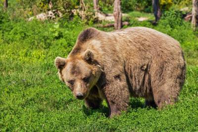 Трагедия в сибирском парке «Ергаки»: медведь напал на туристов, одного из них хищник унес в лес – Учительская газета
