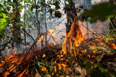 Под Рязанью зафиксировали ещё 4 факта умышленного поджога леса