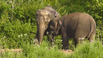 Отпуск для слонов: животных из Росгосцирка привезли на отдых в санаторий