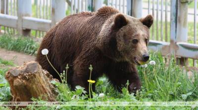 Березинский заповедник разработал эксклюзивный тур по наблюдению за медведями в дикой природе