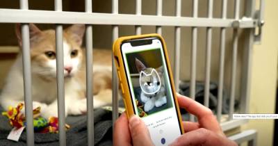 Не нужно терпеть: ИИ-приложение научилось понимать чувства котов по выражению морды