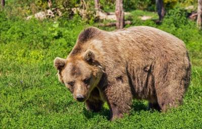 На туристов в природном парке в Красноярском крае напал медведь