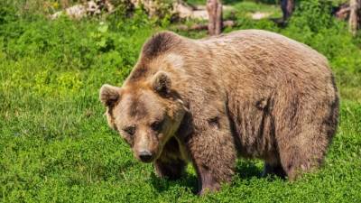 Медведь убил туриста в Красноярском крае