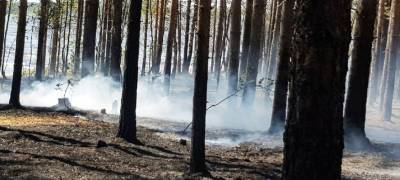 «Авиалесоохрана»: площадь лесных пожаров в Карелии выросла до 15,4 тысячи гектаров