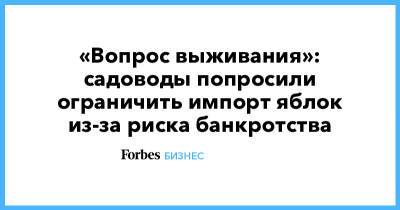 «Вопрос выживания»: садоводы попросили ограничить импорт яблок из-за риска банкротства