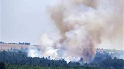 Директор заповедника "Хортица" заявил об умышленном поджоге соснового леса