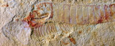 В древней окаменелости разглядели мозг животного