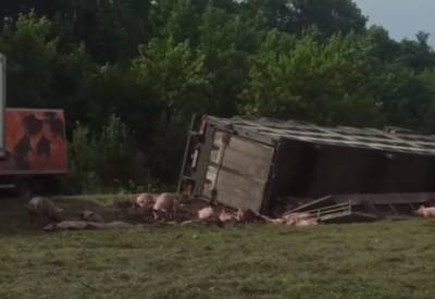 Фура везла 200 свиней: кадры масштабной аварии на Хмельнитчине