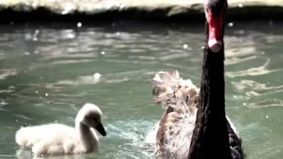 В Московском зоопарке родился птенец черного лебедя