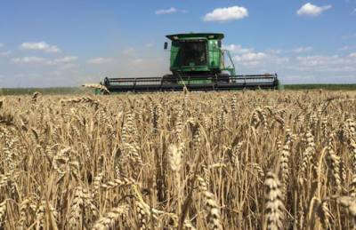 Сезонный минимум — позади: пшеница начала дорожать