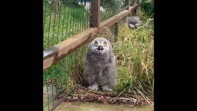 В зоопарке Удмуртии на свет появились птенцы полярной совы (ВИДЕО)