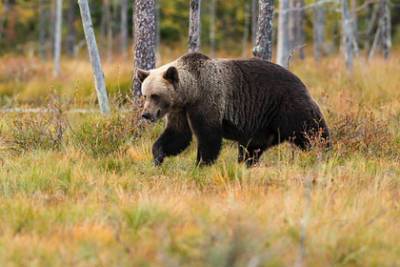 Выжившие после нападения медведя в парке россияне рассказали о случившемся