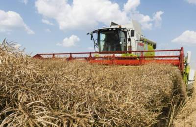 Ristone Holdings обмолотил горох, рапс и половину пшеницы