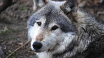 В Калининградской области начнется охота на волков