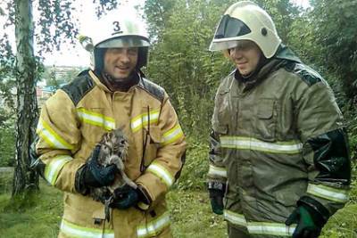 На Алтае спасли просидевшего шесть дней на дереве кота