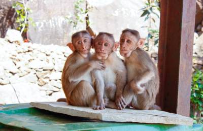 На фоне пандемии обезумевшие обезьяны делят туристический рынок – Учительская газета
