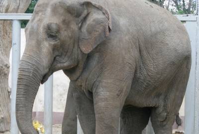 В Харьковском зоопарке умерла слониха Тенди - первая, рожденная в Украине