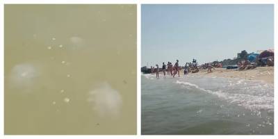 "Они просто атакуют": медузы на украинских пляжах оставляют яд в воде, видео - politeka.net - Украина - Запорожская обл.