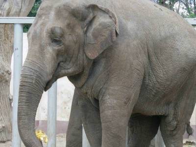 В Харьковском зоопарке из-за генетического заболевания умерла слониха Тенди