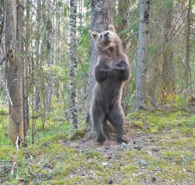 «Замечтался»: В Нижне-Свирском заповеднике фотоловушка поймала медведя у чесального дерева — фото