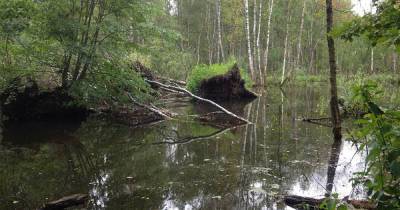 Бобры затопили московский лесопарк