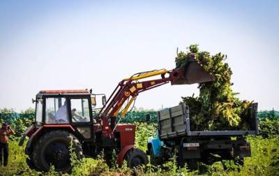 На Херсонщине уничтожили рекордный урожай конопли