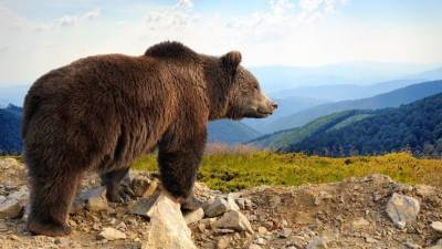 Директор назвал причины появления в парке Красноярского края медведей-людоедов