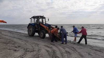 На Арабатке мертвых медуз собирали лопатами и грузили на трактор: у людей сдали нервы