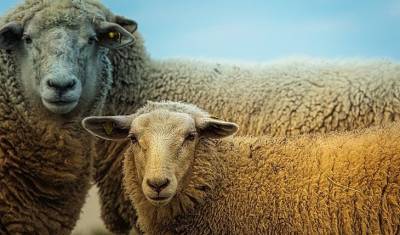 Труд овец стали использовать в своей работе ирландские историки