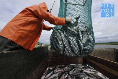 Правительством Дагестана утвержден порядок предоставления субсидий на поддержку рыбной отрасли