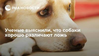 Ученые из Венского университета выяснили, что собаки хорошо различают ложь - ria.ru - Москва - Австрия - Лондон - Вена