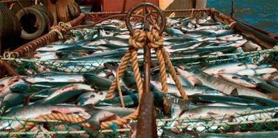 Наибольшая доля выловленной рыбы в Узбекистане приходится Хорезмский регион