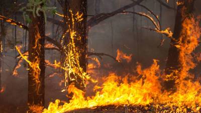 Жуткий лесной пожар в Турции подбирается к курортам - ВИДЕО