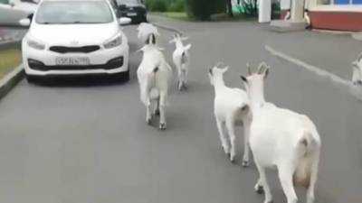 В Москве сняли на видео прыгавших по машинам коз