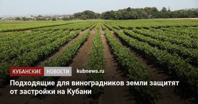 Подходящие для виноградников земли защитят от застройки на Кубани