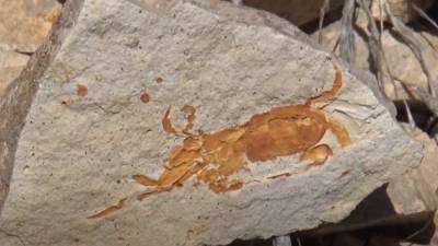 Палеонтологи обнаружили окаменелость краба возрастом 310 млн лет с сохранившимся мозгом