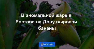 В аномальной жаре в Ростове-на-Дону выросли бананы