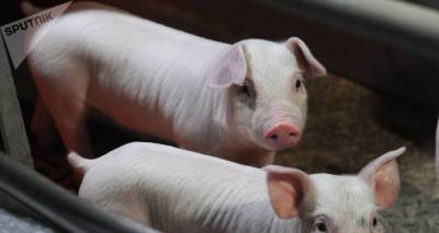 Армения сняла ограничения на импорт свинины из России