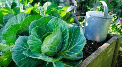 Как ухаживать за капустой в августе: топ-6 самых важных дел для урожая