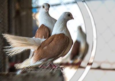 История с голубятнями в Капотне получила продолжение