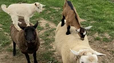 Покатай меня, большая овечка! Козлята на ферме нашли для себя пушистый транспорт (Видео)