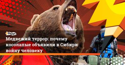 Медвежий террор: почему косолапые объявили в Сибири войну человеку