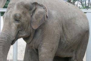 В Харьковском зоопарке умерла первая слониха, рожденная в независимой Украине