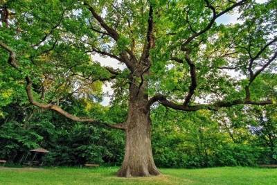 777 человек проголосовали за белгородский дуб в конкурсе на лучшее дерево