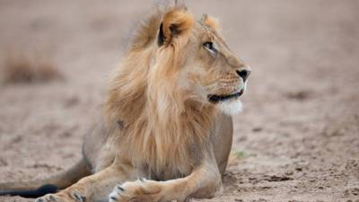 Лев в Кении забрел в столичный квартал
