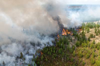 Как один человек может предотвратить лесной пожар?