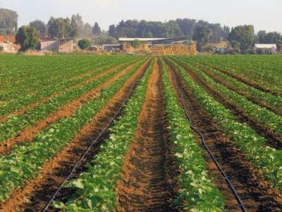 В Узбекистане наблюдается уменьшение производства продукции растениеводства