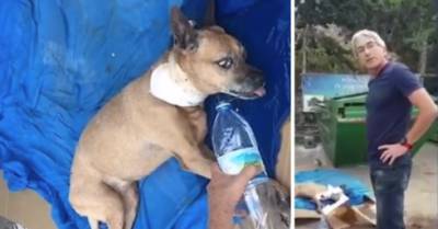 Суд снял обвинение с ветеринара из Хайфы, выбросившего умирающую собаку